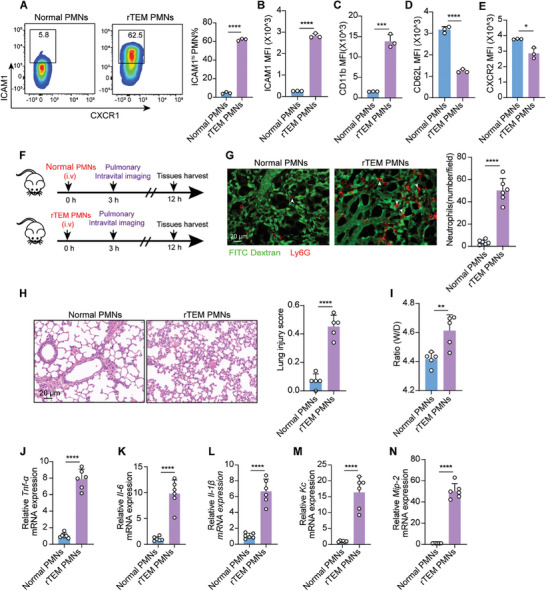 Adoptive transfer of rTEM PMNs aggravates pulmonary injury. A,B) Generation of rTEM PMNs in vitro (A) and ICAM1 expression on normal PMNs or rTEM PMNs (B) (n = 3). C-E) MFI of CD11b, CD62L, and CXCR2 expression on normal PMNs or rTEM PMNs (n = 3). F) Schematic showing the administration of rTEM PMNs, intravital imaging and tissue harvest. G) Representative intravital imaging of Ly6G-labeled normal PMNs (red) or rTEM PMNs (red) and pulmonary microcirculation (FITC dextran, green). Quantification of PMN infiltration in lungs 3 h after PMN transfusion (two fields of view per mouse, n = 3). Scale bar, 20 um. H) Representative images of H&E-stained lung sections in mice and lung injury score 12 h after treatment (n = 5). Scale bar, 20 um. I) W/D ratio of lung tissues of mice with indicated intervention after 12 h (n = 5). J-N) qPCR analysis of Tnf-alpha, Il-6, Il-1beta, Kc, and Mip-2 in the lung of mice 12 h after PMN transfusion (n = 6). Statistics: unpaired two-tailed t-test in (A-E; G-N). Data are represented as mean +/- SEM. *P < 0.05, **P < 0.01, ***P < 0.001, and ****P < 0.0001.