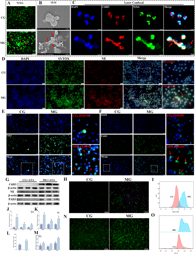 MG induces NET formation and immune activation in neutrophils. For NET visualization, neutrophils were pretreated with ATA (25 uM) before MG stimulation to inhibit MG-associated nuclease activity. (A) Representative Sytox Green staining of neutrophils stimulated with MG (80 MOI) (n = 3). Red arrows indicate NETs. (B) Representative scanning electron microscopy (SEM) images of NETs in MG-stimulated neutrophils (n = 3). Red arrows indicate NETs. (C) Representative confocal images of NETs induced by MG in neutrophils. Red arrows indicate NETs (n = 3). (D to F and K) Representative immunofluorescence images and quantification of neutrophil elastase (NE), citrullinated histone H3 (CitH3), and PAD3 fluorescence intensity in neutrophils after MG stimulation (n = 3). Red arrows in (D) and (E) indicate NETs; red arrows in (F) indicate nuclear translocation of PAD3. White dashed lines indicate enlarged regions. (G and J) Immunoblot analysis and quantification of CitH3, NE, and PAD3 protein levels (n = 6) in neutrophils after MG challenge. (H and I) Intracellular Ca2+ fluorescence intensity and representative flow cytometry plots in neutrophils after MG stimulation (n = 3). (L) dsDNA levels in culture supernatants after micrococcal nuclease digestion (n = 6). (M) ELISA quantification of inflammatory cytokine levels in neutrophils from the indicated groups (n = 6). (N-O) Intracellular ROS fluorescence intensity and representative flow cytometry plots in neutrophils after MG stimulation (n = 3). Data are presented as means +/- SD from at least three independent experiments. Different lowercase letters indicate significant differences among groups (P < 0.05).