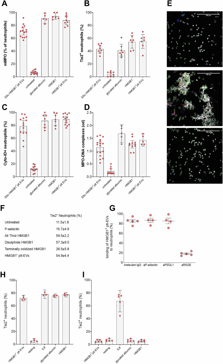 HMGB1+ EVs induce neutrophil activation through a RAGE-dependent pathway. Purified human neutrophils were either challenged with platelet-derived HMGB1+ EVs from the plasma of SSc patients (SSc HMGB1+ plt EVs), left untreated, or stimulated with the RAGE agonist glycated albumin, recombinant HMGB1, or HMGB1+ EVs from activated platelets (HMGB1+ plt EVs). Neutrophil activation was assessed by evaluating: membrane-bound MPO (mMPO, A ) (SSc EVs n = 14; untreated n = 12; glycated albumin n = 5; HMGB1 n = 6; HMGB1+ EVs n = 8); expression of the activation marker TIE2 ( B ) (SSc EVs n = 8; untreated n = 8; glycated albumin n = 7; HMGB1 n = 7; HMGB1+ EVs n = 7); extent of autophagy measured by Cyto-ID dye accumulation ( C ) (SSc EVs n = 14; untreated n = 11; glycated albumin n = 7; HMGB1 n = 7; HMGB1+ EVs n = 14); and NET generation quantified as MPO-DNA complexes in the supernatant ( D ) (SSc EVs n = 17; untreated n = 10; glycated albumin n = 5; HMGB1 n = 11; HMGB1+ EVs n = 5). E Neutrophils were either left untreated (top panel) or exposed to platelet-derived HMGB1+ EVs in the absence (middle panel) or presence (bottom panel) of a monoclonal antibody blocking RAGE. Cells were analyzed by confocal microscopy for autophagy (Cyto-ID dye, green), TIE2 (Alexa 647, blue), and citrullinated histone H4 (Alexa 546, red). DNA was counterstained with Hoechst (white).