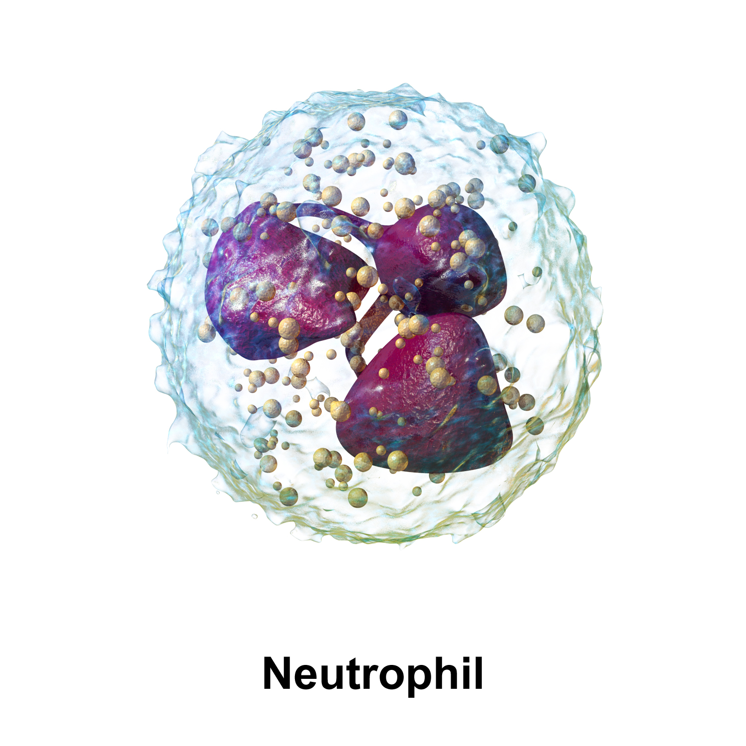 Medical illustration of a neutrophil showing the multi-lobed nucleus and cytoplasm with granules.